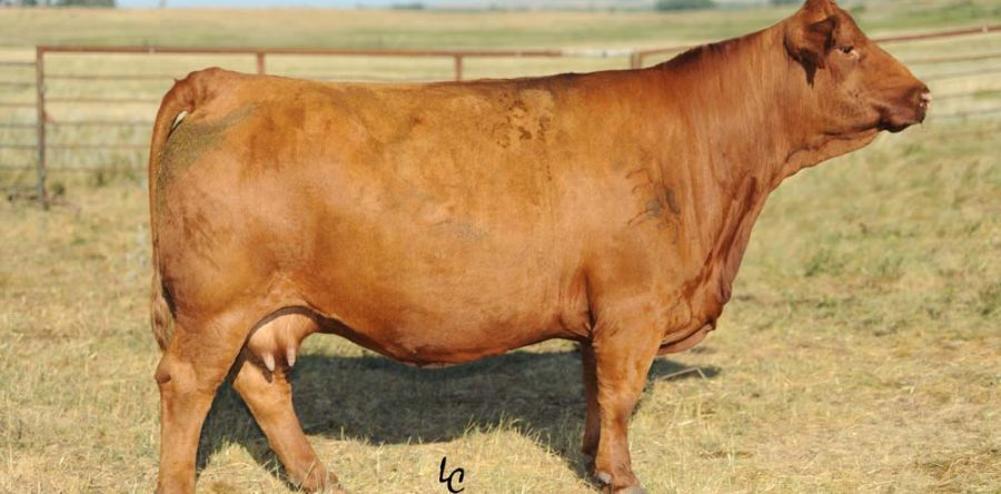 HSF Red Fortunes Sis 33R