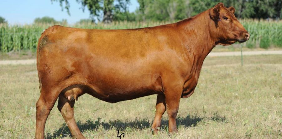 Hook’s Ultimatum 36U