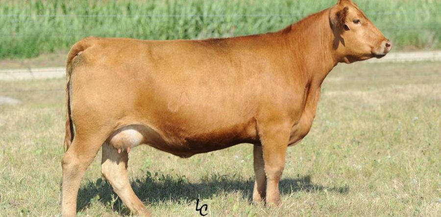 WS Beyond Destiny Y82