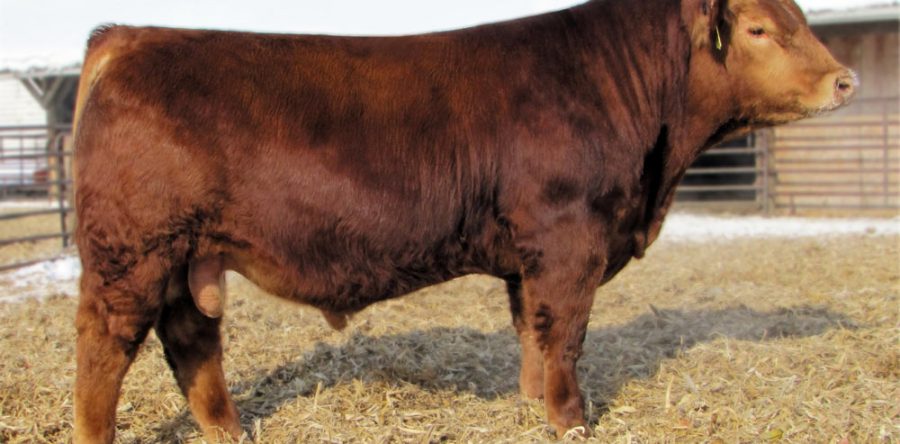 Hook’s Xpectation 36X