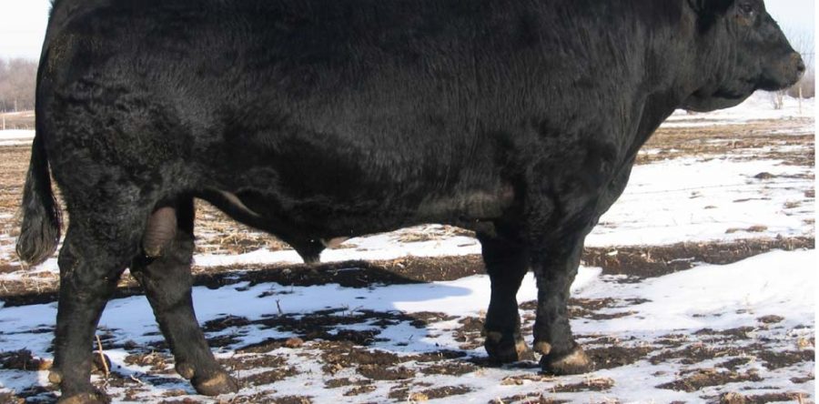 Hook’s Shear Force 38K