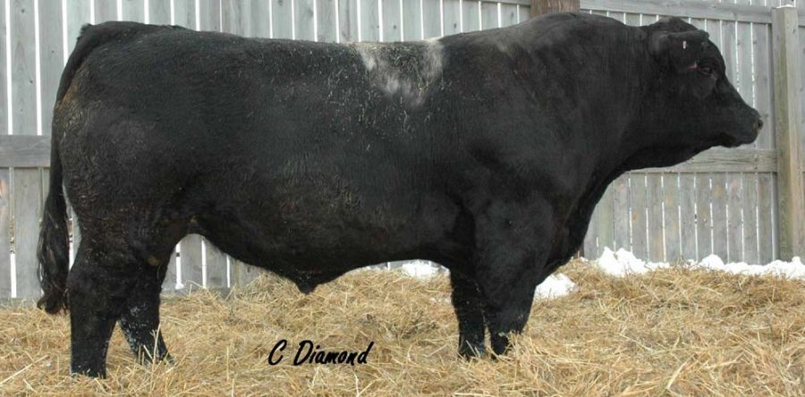 CDI Distinction 116S