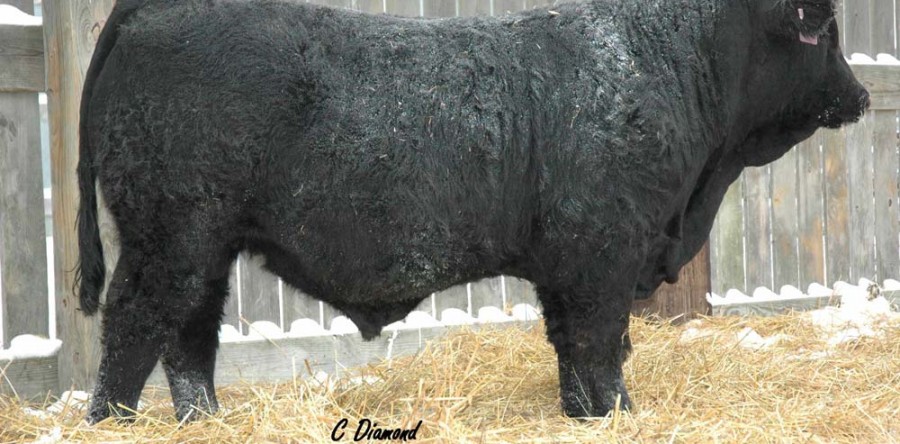 Ranch News! – Coming Soon